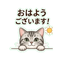 American Shorthair Hanako