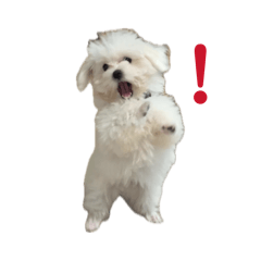 marumaru_20260427031529