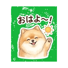 Pomeranian Maron Cute