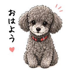 Tiny & Cute Toy Poodle Silver