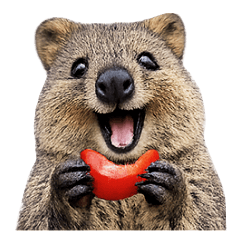 The happiest animal, Quokka