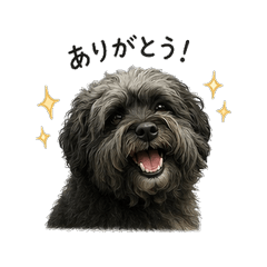 Urs the Fluffy Black Dog