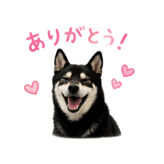 Kotetsu's Black Shiba Inu Stickers