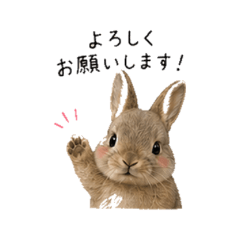 Usagi - Daily Chat Stickers 2