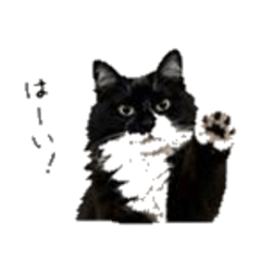 KUROMAME Daily Chat Stickers