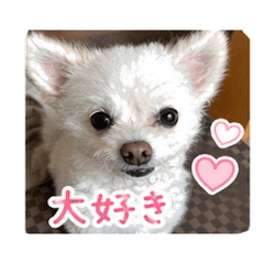 Nanachan Chihuahua Sticker