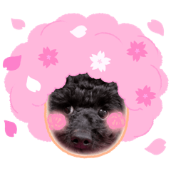 Riccheru_mom_20260427104306