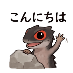 Red-eyed Crocodile Skink