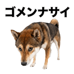 Sesame Shiba 真心話貼圖 - 搞笑 - AG