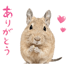 Nana the Degu's Daily Life