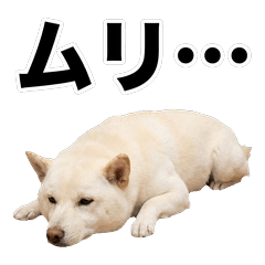 White Mame Shiba 真心話貼圖 - 搞笑 - AG