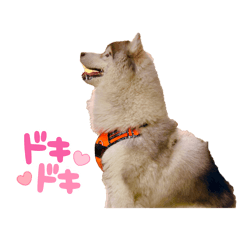 Thick-coated Husky