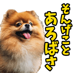 新潟弁☆ポメラニアン