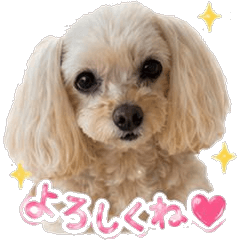 Chocolat Daily Stickers