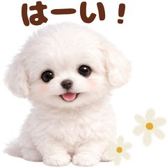 Cute Shih Tzu Dog Healing Stickers