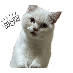 Itsyokkk_20260427012958