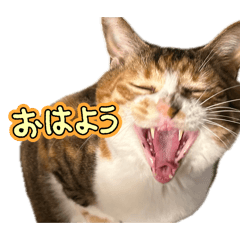 yuchan_20260427144254