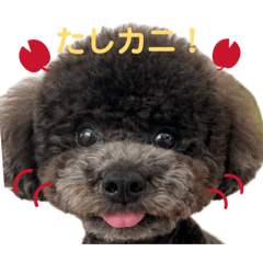 black toy poodle-chan