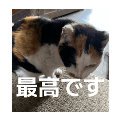 shinichi_20260427150200