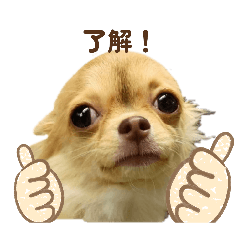 maron_20260427193642