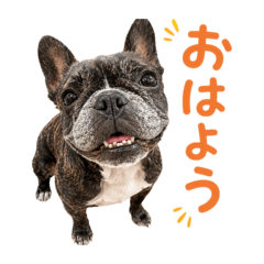 bolsh_20260427152731