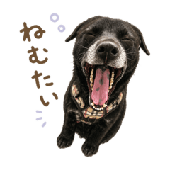 Shinatu_20260427154402