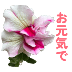 Sakura_20260427153900