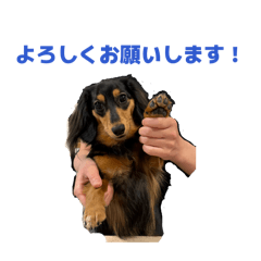 koya_20260427204618
