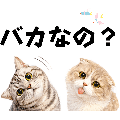 aya_a16_20260427204413