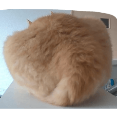 Gentle_neko_20260427185100