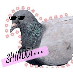 pigeon in kawasaki_20260427211315