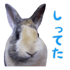 ウサギのウサ田さん