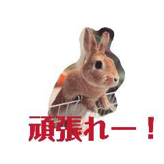 ranchan05210730