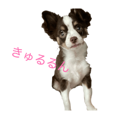 mamar_20260427215421