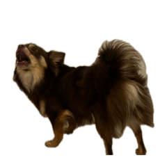 a big dog with some attitude