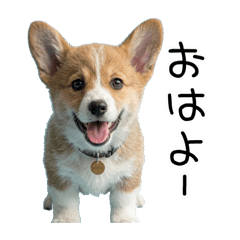 Corgi conversation