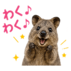 Cute adorable quokka