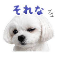 Hachi_20260427222609