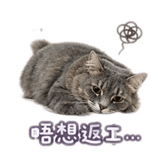 A super cute fluffy grey cat