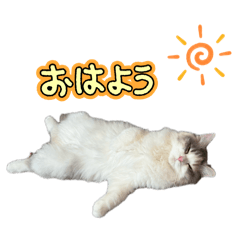 Sh._20260427182856