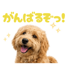 Hapidoodle_20260427182638