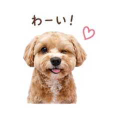 我が家の可愛いinu