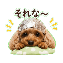 Cute Toy Poodle Stickers (Tin Hat)