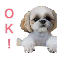 simasima_20260427205958