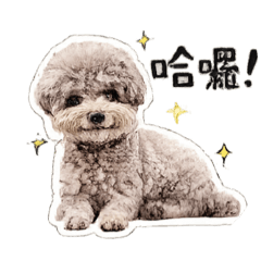 灰貴賓 林默默日常