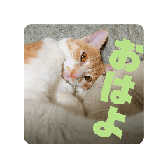 miori_20260427200625