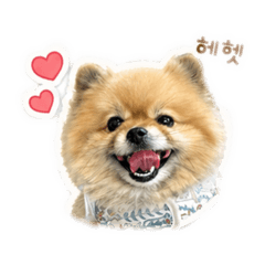 Pomeranian__popo