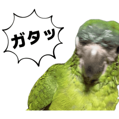 Chigaya_20260427212602