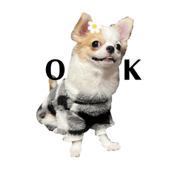 shion_20260427233236