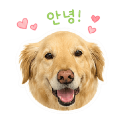 Lovely goldenretriever. GAMJA